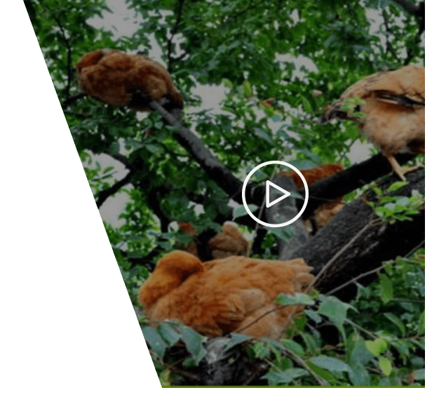 散养土鸡蛋厂家