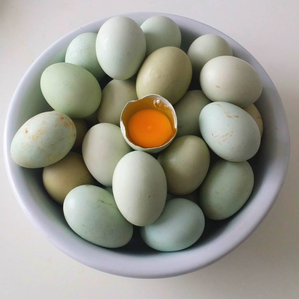 青壳土鸡蛋
