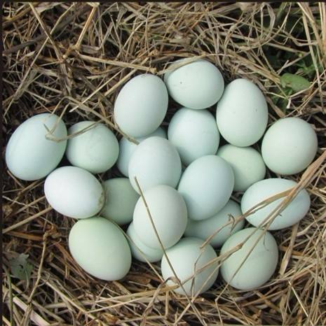 <b>青壳土鸡蛋</b>