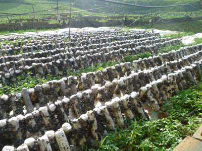 <b>种植养殖基地</b>