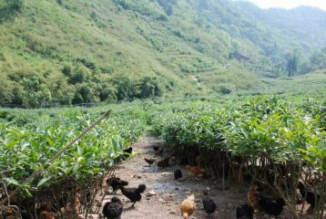 茶园养土鸡，鸡农年赚近千万
